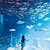 Explore DubaiâS Lost Chambers Aquarium: Tickets For One, Two, Or Four Dubai - Image 15